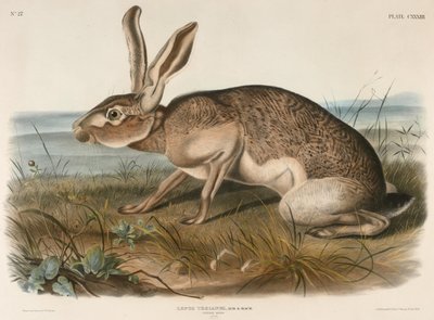 Texianischer Hase (Lepus Texianus) von John Woodhouse Audubon